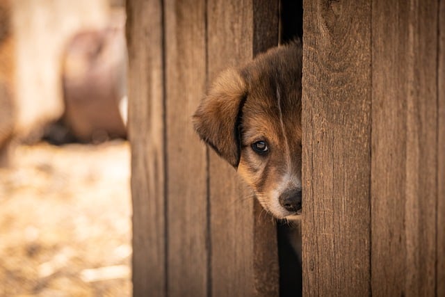 Employee training and AI adoption specialist professional